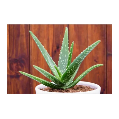 Aloevera (Dhrutkumari), 1 pc, at Shahi Groceries