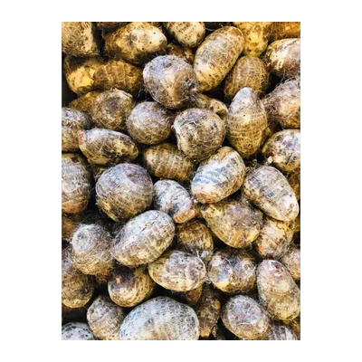 Arbi Root, at Shahi Groceries