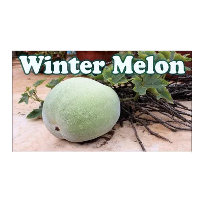 Ash Gourd Melon Pumpkin (Kumbal-kayi), at Shahi Groceries