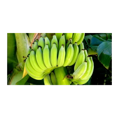 Ash Plantain Cooking Bananas, at Shahi Groceries