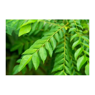 Curry Leaves (Kadhi Patta), 1 Pack, at Shahi Groceries