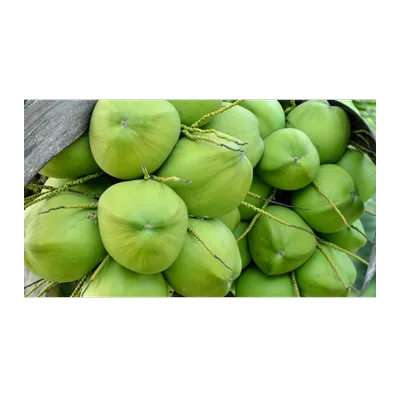 Green Coconut Fresh, 1 pc, at Shahi Groceries