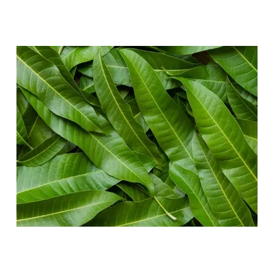 Mango Leaves Green Aamba na Pan, 1 Bag, at Shahi Groceries