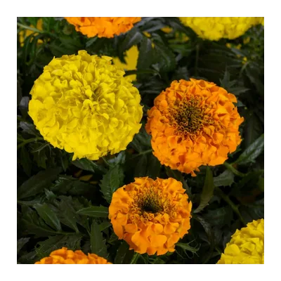 Marigold Flower Orange (Yellow), 1 Bag, at Shahi Groceries