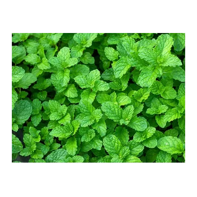 Mint Leaves Bunch, 1 pc, at Shahi Groceries