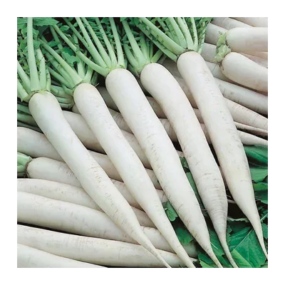 Mooli Radish with Leaves (Daikon), at Shahi Groceries