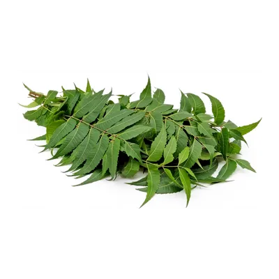Neem Leaves, 1 Bunch, at Shahi Groceries